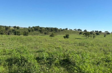 Fazenda para venda em Camapuã